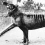 Zašto je tobolčarski vuk izumro Torbarski vuk je drugačiji