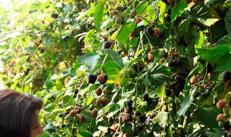 Medicinal properties of blackberries
