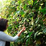 Medicinal properties of blackberries