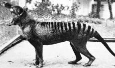 Why the marsupial wolf died out The marsupial wolf is different
