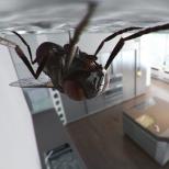 Защо мухите се появяват в къщата Защо мухите летят в апартамента през зимата?